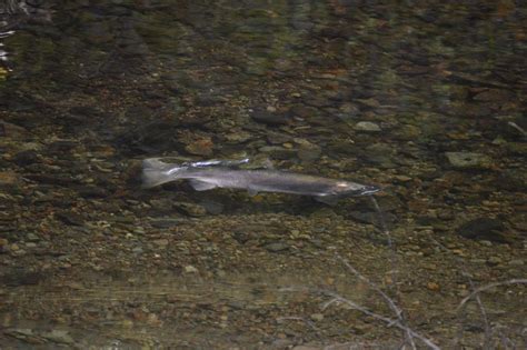 Watch Spawning Coho Salmon | Turtle Island Restoration Network