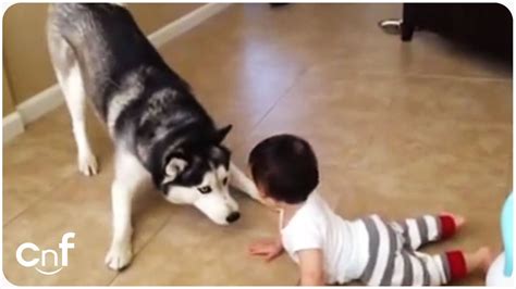 Husky Plays With Baby | Puppy Playtime - YouTube