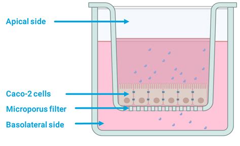 ReadyCell - In vitro cytotoxicity assay