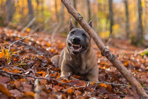 Belgian Malinois dog, aggressive | High-Quality Animal Stock Photos ...