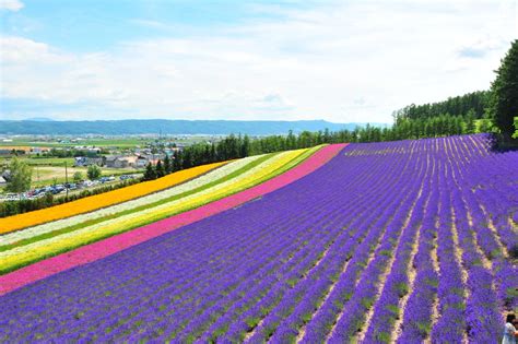 Lavender Flower Fields in Hokkaido, Japan | AsiaYo Blog