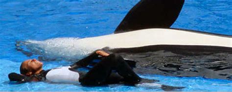 Dawn Brancheau SeaWorld Trainer Killed - Photo 1 - Pictures - CBS News