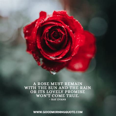 √ Red Roses Poems Quotes