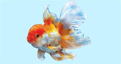 Why Goldfishes Are Not Good Starter Fish - Creature Companions | Magazine