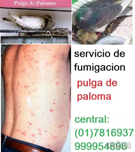 Fumigación de cucarachas de cocina, desratización y eliminación de plagas en Lima - Servicio ...