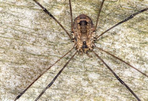 Interactive Guide to Harvestmen | Milton Keynes Natural History Society