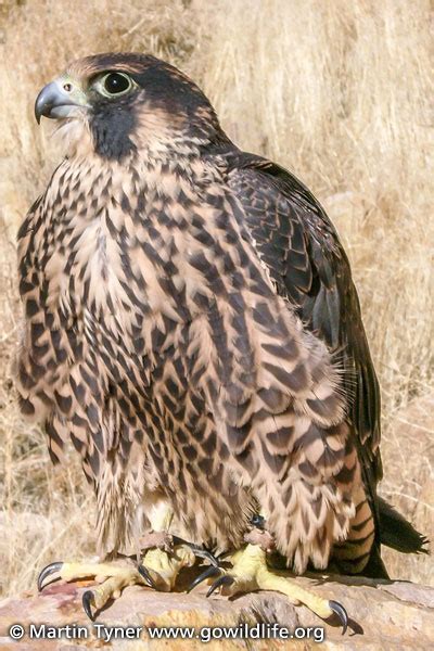 Peregrine Falcon Juvenile Female