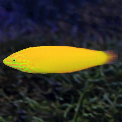 Yellow Coris Wrasse (Halichoeres chrysus) | Marine aquarium fish ...