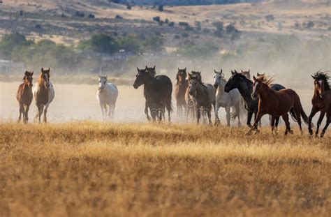 Herd of Wild Horses Running Stock Photo - Image of nature, herd: 118089272