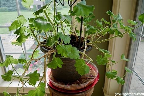 How To Prune Leggy, Overgrown Geraniums