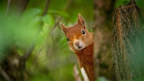 Eurasian Red Squirrel Squirrel, HD wallpaper | Peakpx