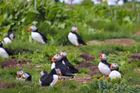 Where to See Some of the 600,000 Puffins in Newfoundland