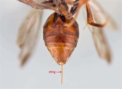 How To Treat A Paper Wasp Sting At Home - How I Get Rid Of