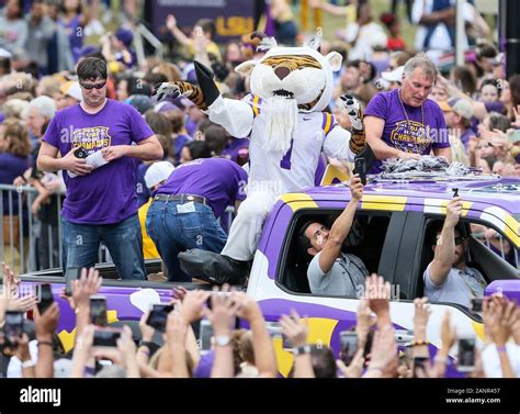 Baton Rouge, LA, USA. 18th Jan, 2020. LSU's Mike the Tiger mascot ...