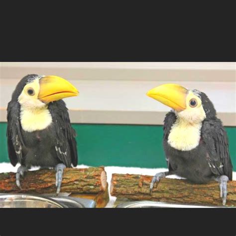 Baby toucans at Riverbanks Zoo Columbia SC | Baby toucan, Baby animals, Animals