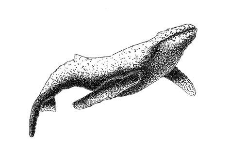 How To Draw A Humpback Whale