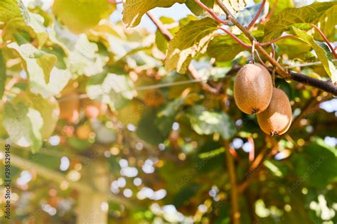 Kiwi on a kiwi tree plantation with with huge clusters of fruits ...