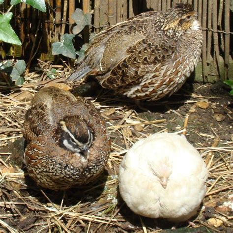two quails are sitting on the ground next to some hay and straw in ...