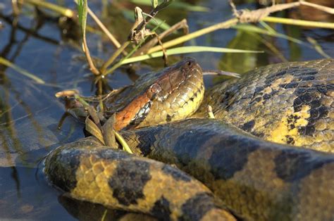 Watch: The World's Most Colossal Anaconda (33-Foot-Long)