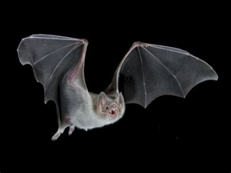 10 Interesting Vampire Bat Facts | My Interesting Facts