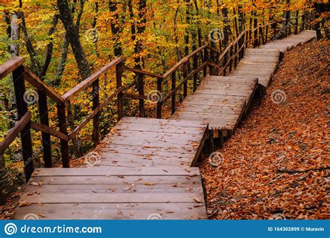 Path in the autumn forest stock image. Image of yellow - 164302899