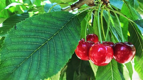 Best fast-growing fruit trees: 10 vigorous fruit trees to grow | Homes & Gardens