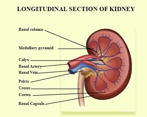 Diagram Of Kidney Labeled