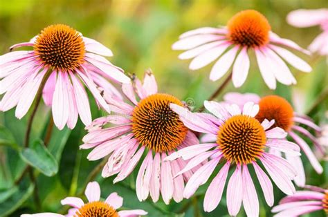 Beautiful Pink Coneflowers in Full Bloom in the Summer Stock Photo - Image of beauty, macro ...