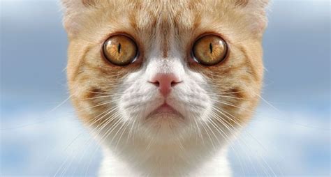 Ojos de Gato | DerechoAnimal.es | Look into my eyes, Animals, My eyes