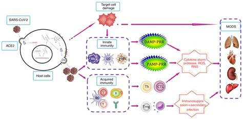 Overview of the pathogenesis of COVID‑19 (Review)