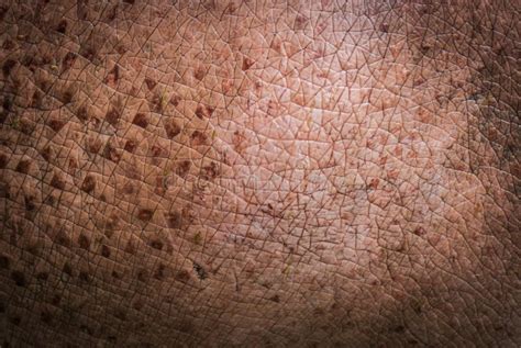 Animal Skin texture Hippo stock photo. Image of textured - 41854046