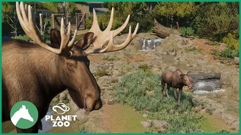 Moose Habitat | Elm Hill City Zoo | Planet Zoo - YouTube