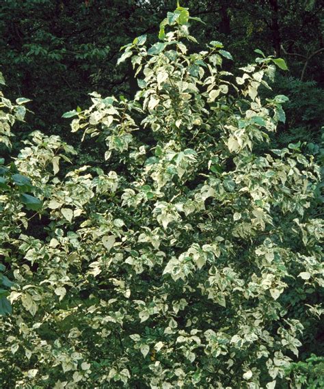 Balm of Gilead tree care and growing guide | Homes & Gardens