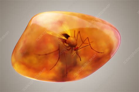 Mosquito in Amber, artwork - Stock Image - C020/6766 - Science Photo ...