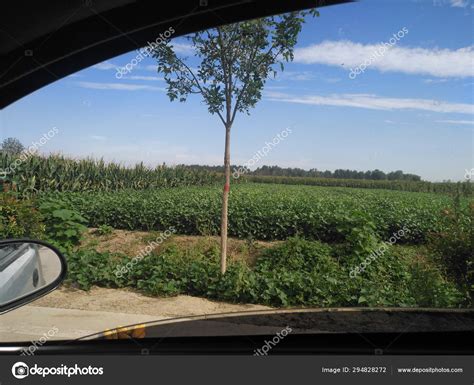 Empty Road Forest — Stock Photo © Imaginechina-Tuchong #294828272