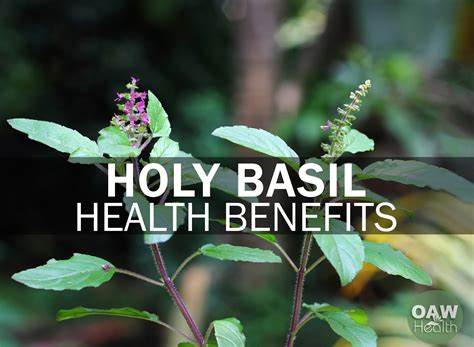 Health Benefits of Holy Basil (Tulsi)