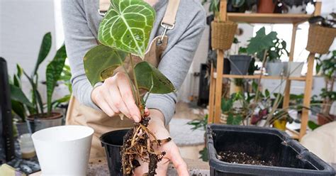 Anthurium Care in Gardening: Tips and Techniques