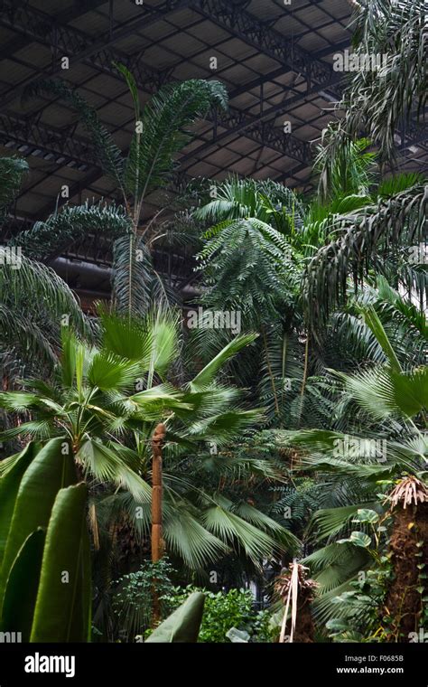 Tropical garden inside Madrid Atocha railway station Stock Photo - Alamy