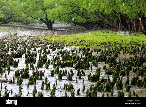 Breathing roots of Keora trees at the World largest mangrove forest ...