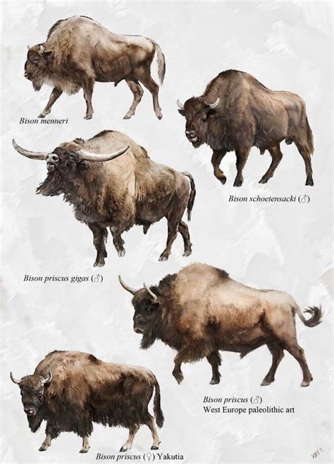 Some Pleistocene Bisons of Eurasia (Art by Velizar Simeonovski). : pleistocene in 2022 ...