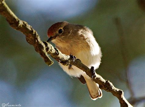 my morning | BIRDS in BACKYARDS