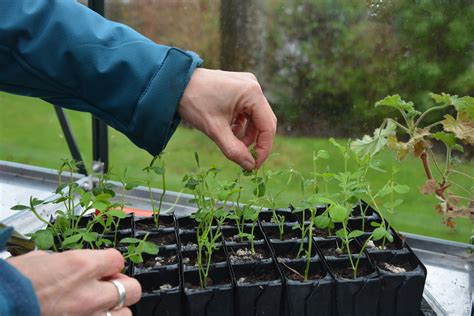 How to grow sweet peas: expert advice for fabulous blooms | GardeningEtc