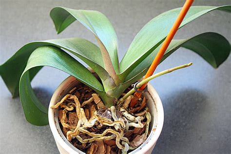 How to Care for Orchids and Help Them Bloom - New England Today