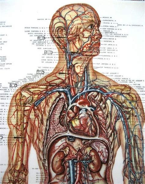 Medical Anatomy Chart Vintage Illustration Vascular Viscera