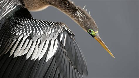 Anhinga | Audubon Field Guide