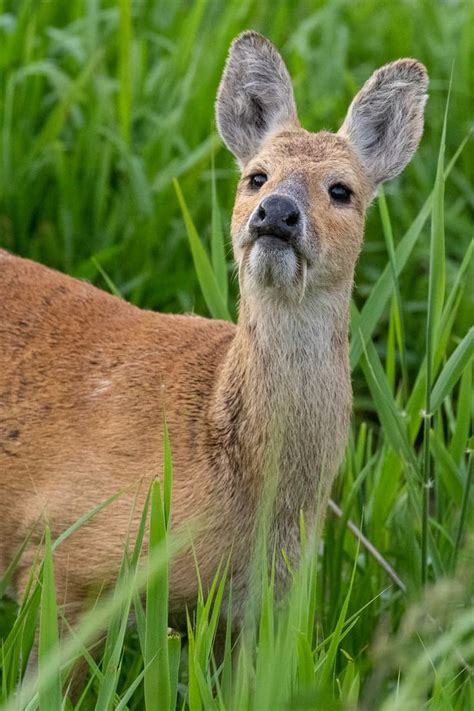 Unusual deer with fangs – 7 things you didn't know about them in 2020 ...