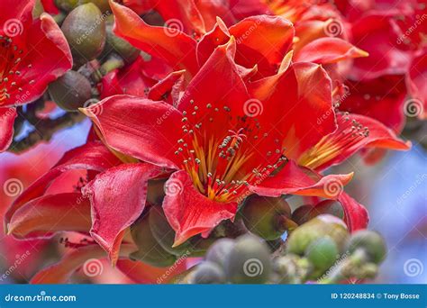 Kapok Tree Flower in Bloom stock photo. Image of macro - 120248834