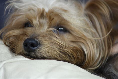 Fichier:Yorkshire terrier sleep.JPG — Wikipédia