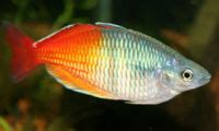 Boesemani Rainbowfish (Melanotaenia boesemani) - The Free Freshwater and Saltwater Aquarium ...