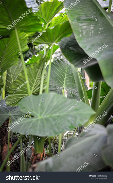 Jungle Plant Wallpaper Stock Photo 1024512502 | Shutterstock